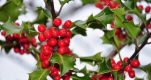 Joyeux temps des fêtes !