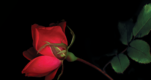 Journée nationale de commémoration et d’action contre la violence faite aux femmes : 30 ans plus tard, nous nous souvenons d’elles Rose