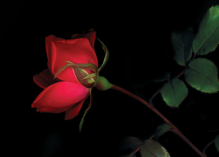 National Day of Remembrance and Action on Violence Against Women: Time for concrete action to end gender-based violence
