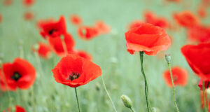 Jour du Souvenir 2023 Poppies