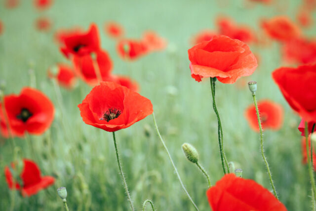 Poppies