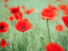 Jour du Souvenir 2025