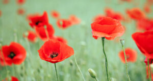 Remembrance Day 2025